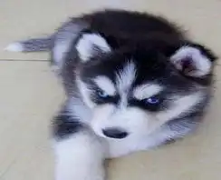 标题自家狗狗繁殖哈士奇转让绝三把火到位蓝眼哈士奇 标题自家狗狗繁殖哈士奇转让绝三把火到位蓝眼哈士奇