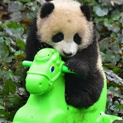  好可爱的熊猫表情包好气哦,可是还要保持微笑
