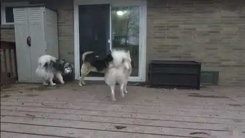  爱犬不停用头撞门,铲屎官打开门查看,狗狗精彩表情笑翻众人