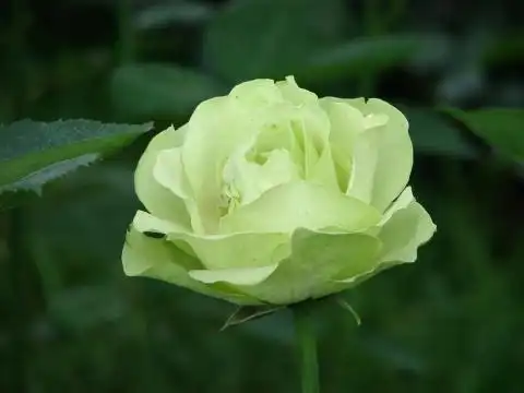  预计一个月内,缘分桃花点燃爱情,往后余生一帆风顺的4大星座