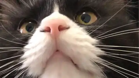  深夜尾随黑猫警长,肆意蹂躏后就走白嫖小猫咪