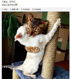  宠物gif图有一个不会拍照的铲屎官是啥体验猫咪把我拍成了个傻子