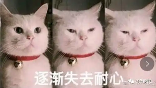 狗和猫的表情包妈妈