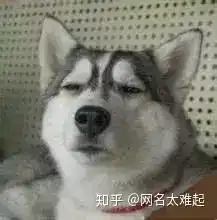 傻眼表情包狗狗备考