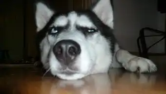  狗狗求爱06