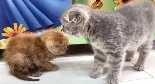  可怜的小猫被猫妈妈一家排斥,看到它惊慌失措的表情,主人好心疼