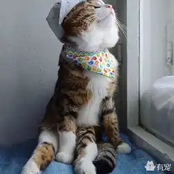  坚持不下去的时候,看看这只用轮子代步的猫坚强