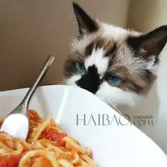  自配黑头面膜来自洛杉矶的腊肠猫albert,水汪汪大眼迷你小短腿,娇小身躯镇定表情萌化人心