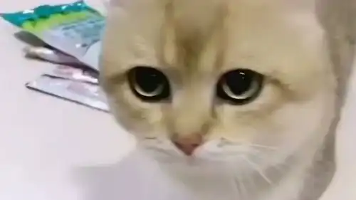  被迫营业的小猫咪,配合主人表演,这小表情都快把我给萌化了