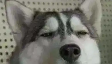 哈士奇吐舌头表情包大合
