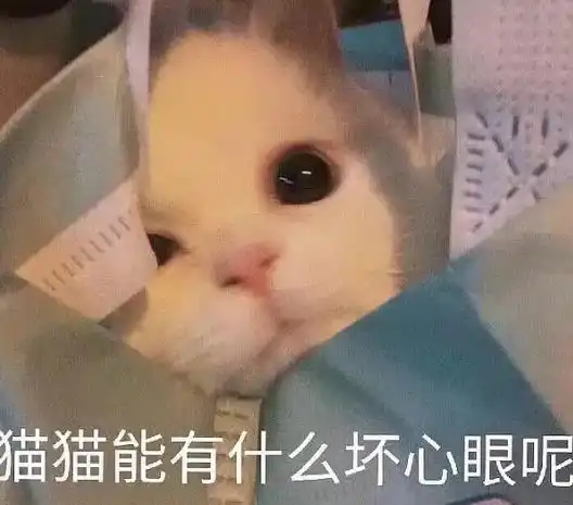 猫猫表情包高清猫猫