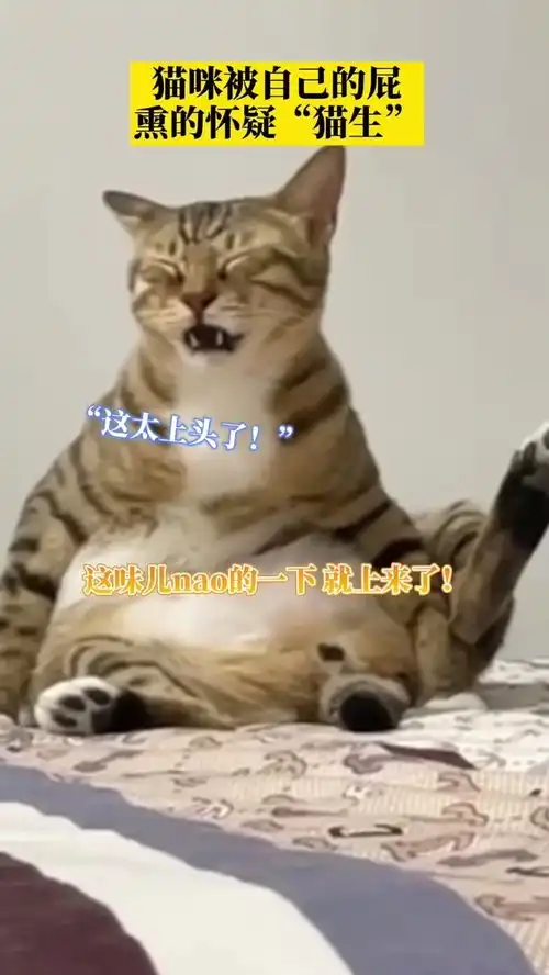  深圳猫咪被自己的屁熏到怀疑猫生,表情亮了