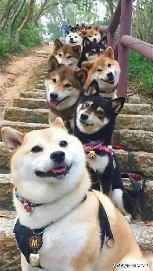  百科柴犬,宇宙第一表情包小王子