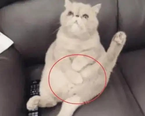  猫咪摸了摸下面,发现蛋蛋被割掉了,猫咪瞬间就懵了