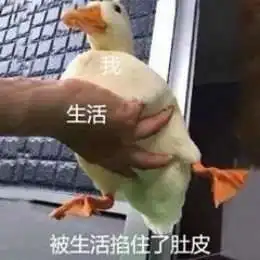  比心鸭子高清无水印图片分享