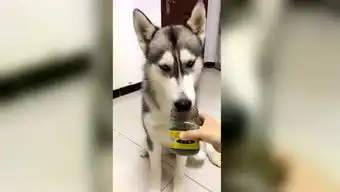  爱猫的独行客的个人频道