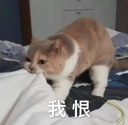 表情包猫爱你