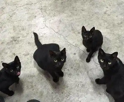  给黑猫喂食后,隔天家人全来了,分不清谁是谁,像是复制粘贴