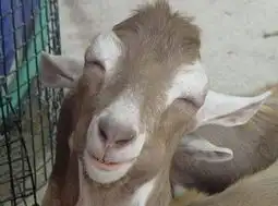  小动物搞笑表情抓拍搞笑图库