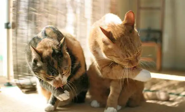  猫咪吃的口味过重饮水量偏少,它也会上火,猫咪上火怎么办