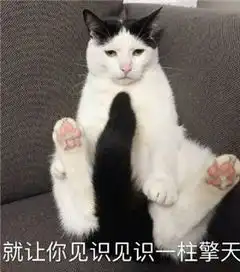  关于猫的表情包