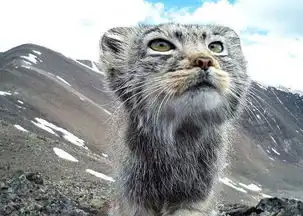  抓拍罕见帕拉斯猫十足的高冷范儿