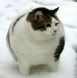  只需五招,轻松告别猫咪的矫情肠胃