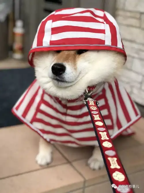  我不想我不想我不想回家这贪玩的柴犬,简直是一行走的表情包