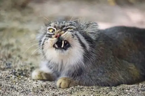  自然探秘所猫科动物表情包新晋鼻祖兔狲