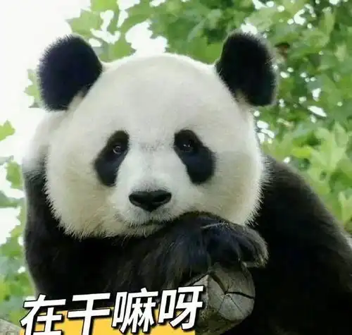  张馨予发博呼吁文明观察大熊猫配表情包祝大家节日快乐