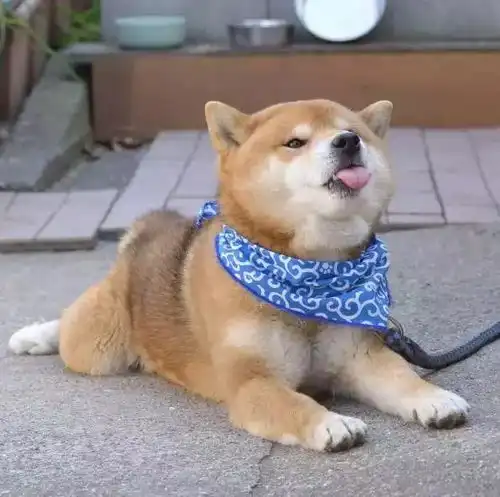 柴犬无力表情包