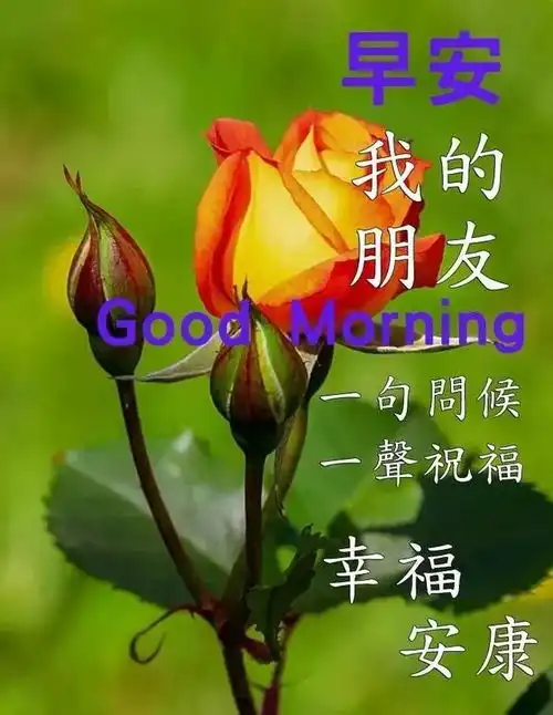  中老年表情包天使之所以会飞,因为把世界看得很轻