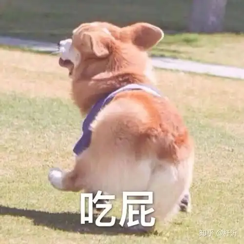  猫和狗谁更适合做表情包