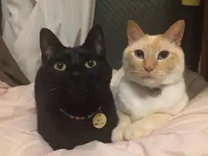  新来的小橘猫没有被两只原住猫欺负,反而时刻被护在中间