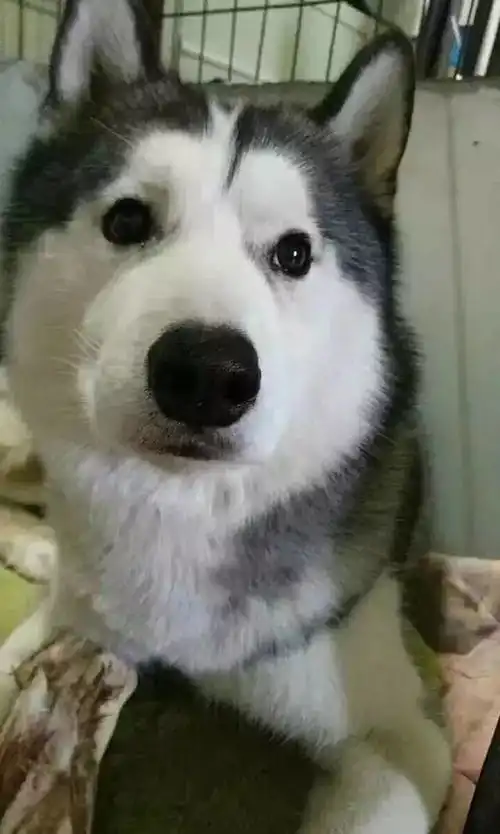  哈士奇绝对是隐藏在傻子堆里的高手