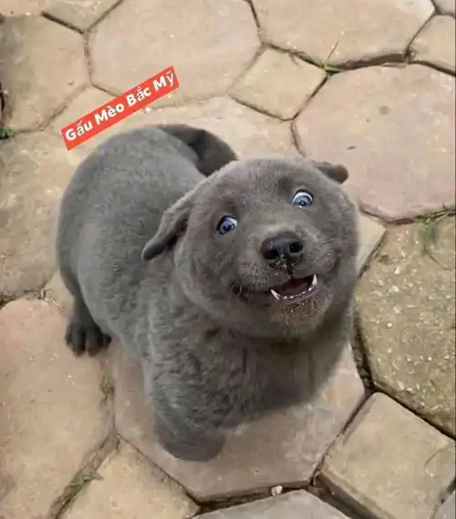  据说是蓝猫和二哈的混血宝宝这只越南小狗凭表情包火遍全网