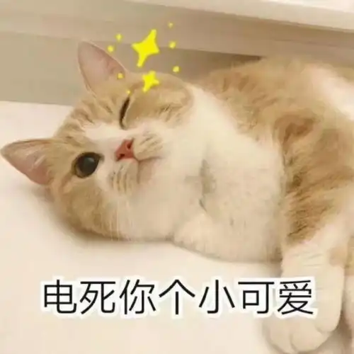  萌宠表情包跟你可爱对象斗图专用