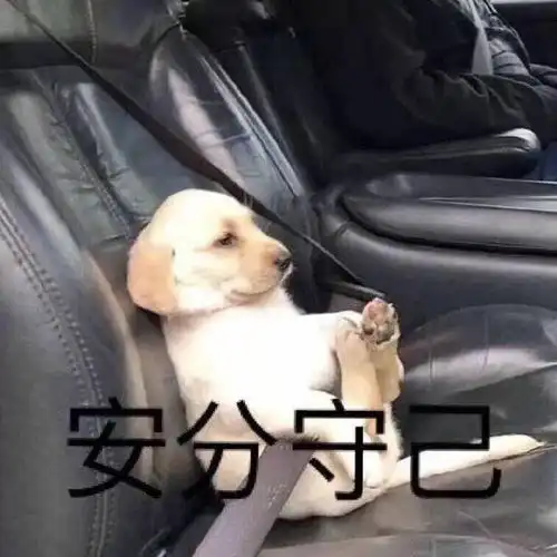  我的狗便秘,我掏出了我的开塞露