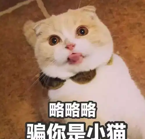  叮现在是组织部的个人展示时间