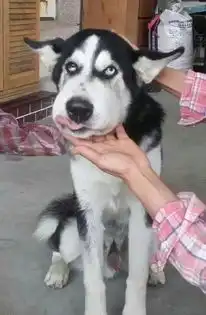  笑屁啊哈士奇咬蜜蜂肿脸吐舌瞪主人