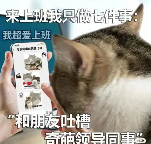  猫咪打工表情包来上班我只做七件事