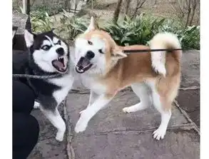  为什么秋田犬被禁养而他却可以