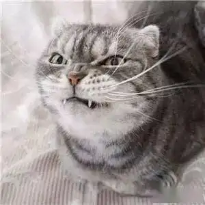  抖音最火的社会猫图片高清霸道又炫酷啊