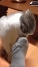  当足控猫遇到臭脚3
