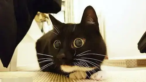 小黑猫的表情包小黑猫