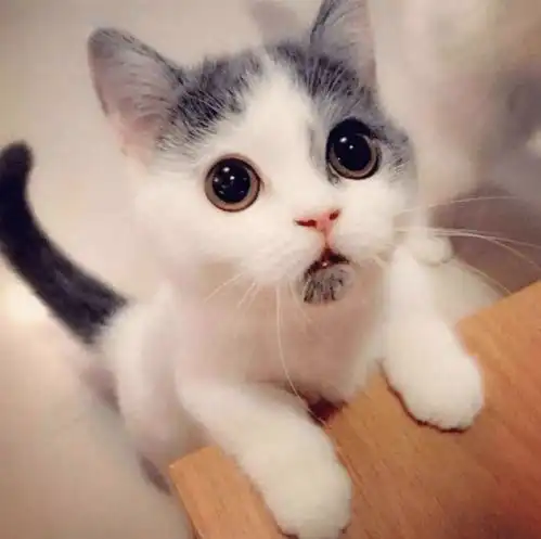  猛男必看