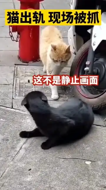  不管是黑猫还是白猫抓住小三才是好猫猫猫出轨被对象当场抓获,表情很到位
