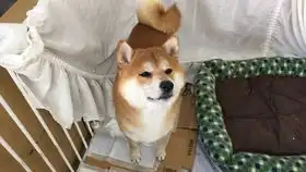  万圣节是什么