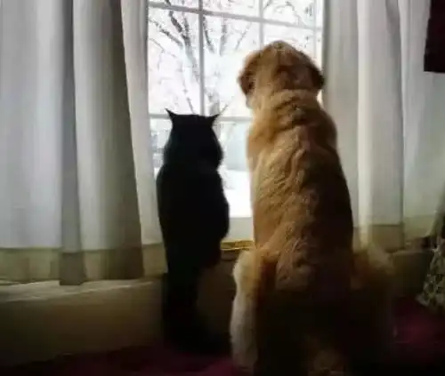  金毛不能接受橘猫去世的事实,主人买回只小猫,金毛的反应很感人