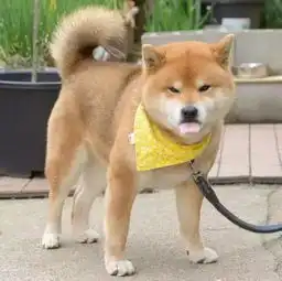  没看到这只柴犬之前,我以为哈士奇表情包是最多的